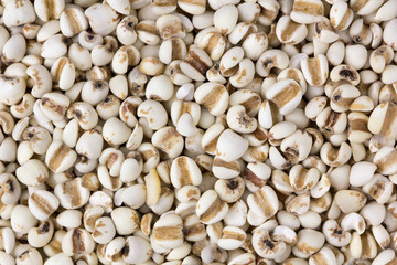 Millet grain on a background close up