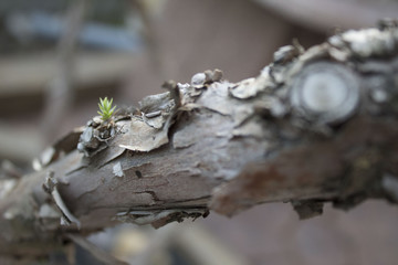 animals, tree, green, plant, texture