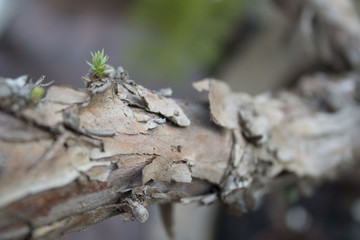 animals, tree, green, plant, texture