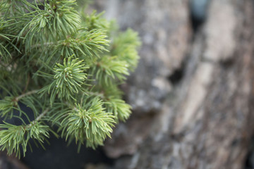 animals, tree, green, plant, texture