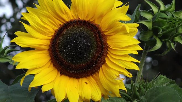 sunflower in the nature with water drops 