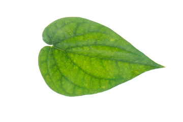 Fototapeta na wymiar Green betel leaf isolated on the white background with clipping path.