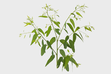 eucalyptus isolated on gray background with clipping path