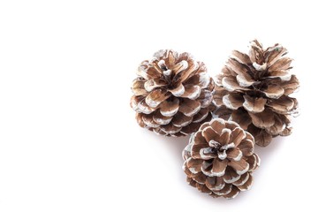Winter pine cones