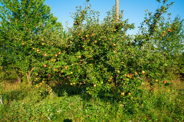 Fototapeta na wymiar Apples ripen in the trees. Background.