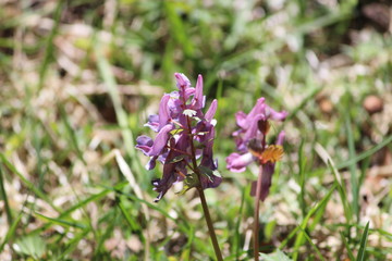 Fototapeta premium Flowers in spring in estonia