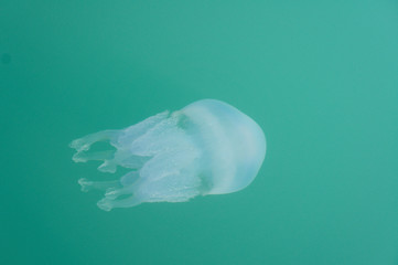 jellyfish