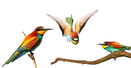 Exotic colored bee-eaters birds isolated on white background