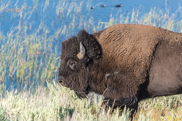 bison in national park © chrissie