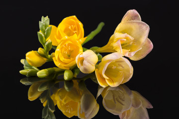 Fototapeta premium Flowers of beautiful yellow freesia isolated on black background, mirror reflection.