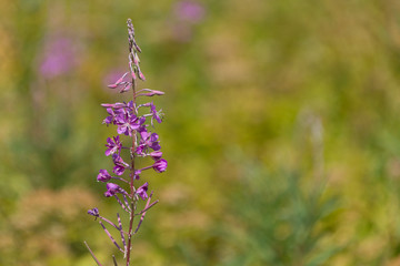 wildflower summer