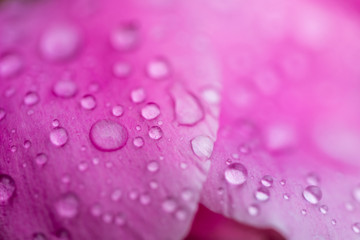 Rain drops on pink petal