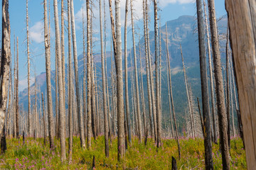 burnt tree trunks in forest national park