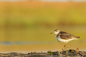 lonely sandpiper on looking at the sky