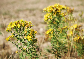 Blossoming St. john's wort. Small suns. Hypericum perforatum. Antidepressant. 