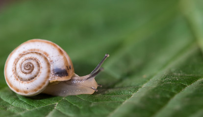 Snail on The Leaf