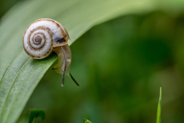 Snail on The Leaf
