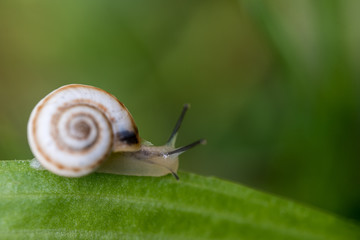 Snail on The Leaf