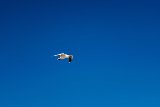 Going Fly