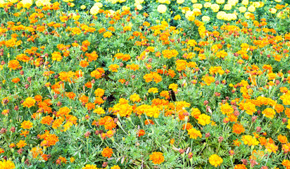 MExican merigold garden