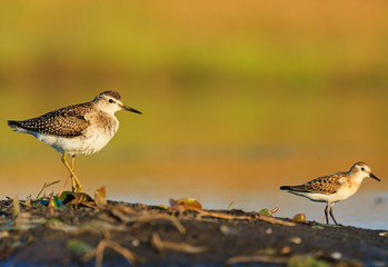 waders in the autumn lake at sunset