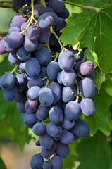 Cluster grapes with berries