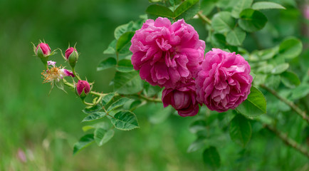 Pink Rose Flowers in Garden
