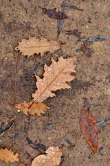 Hojas caídas, tiempo de otoño