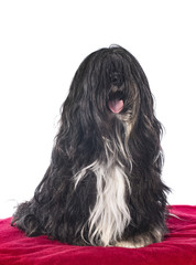 Tibetan terrier