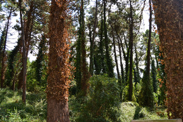 Bosque atlántico