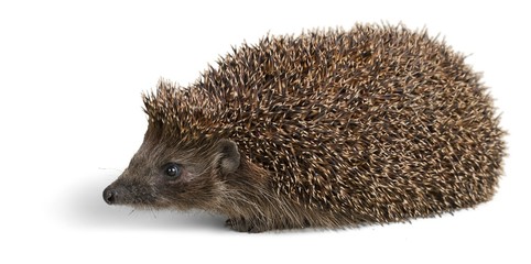 Hedgehog