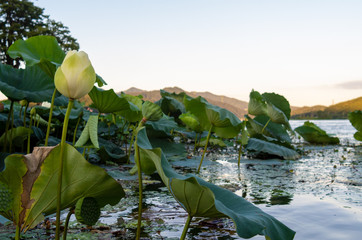 Lotus on riverside at late afternoon