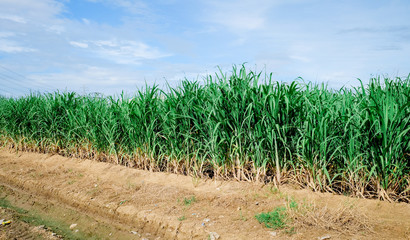 Sugarcane