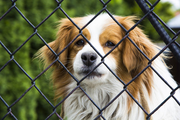 Dog behind the fence