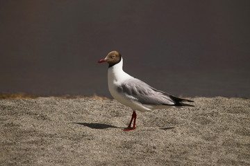 Brown Headed Gull, Chroicocephalus brunnicephalus, Pangong, Jammu and Kashmir, India