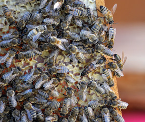 Bee is a uterus on a beehive frame