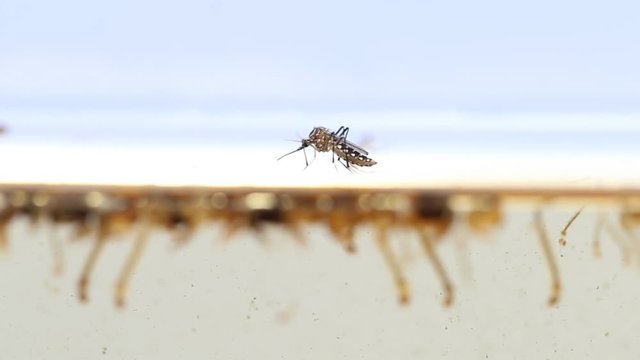 Mosquitos larva, Example in the laboratory - scientific research and development concept.

