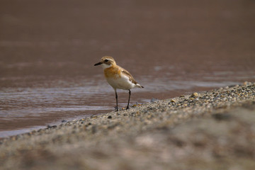Lesser Sand Plover, Charadrius mongolus, Pangong, Jammu and Kashmir, India