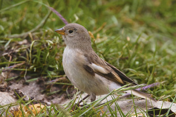 Blanford's Snowfinch, Montifringilla blanfordi, Khardung village, Jammu and Kashmir, India