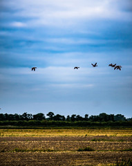 zugvögel über norddeutscher landschaft