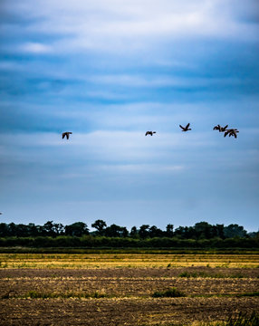 zugv&ouml;gel &uuml;ber norddeutscher landschaft