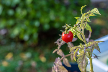 Small red cherry tomato on a shrub in the garden