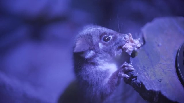 Nocturnal Marsupial Eating Close up
