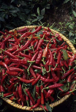 日本の伝統食品のかんずりの製造風景、摘み取られた唐辛子