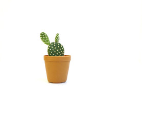Cactus in pot on white background.