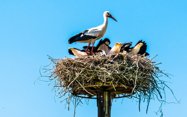 WILDLIFE, GERMANY - A stork's nest with stork father and three young birds on a mast in the Ebsdorfergrund near Marburg in Germany.