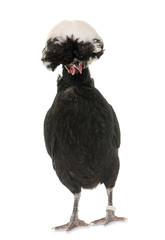 Polish chicken in studio