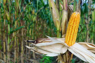 close up corn pods on the tree with harvest
