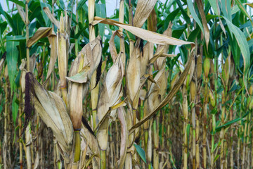 close up corn pods on the tree with harvest
