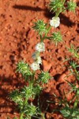 Contrast of green leaves and white blossoms of the Salsola australis flower with the red sand of the Australian red center